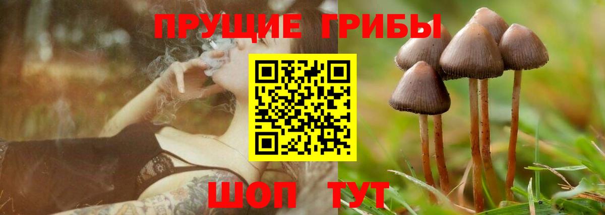 Галлюциногенные грибы Psilocybine cubensis  Вход с VPN  Псилоцибиновые грибы Psilocybine cubensis  Артём 